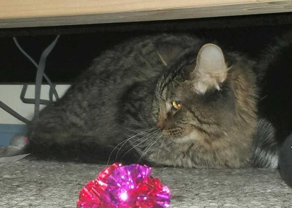 Max, Adopted, Young Male Domestic Long Hair.