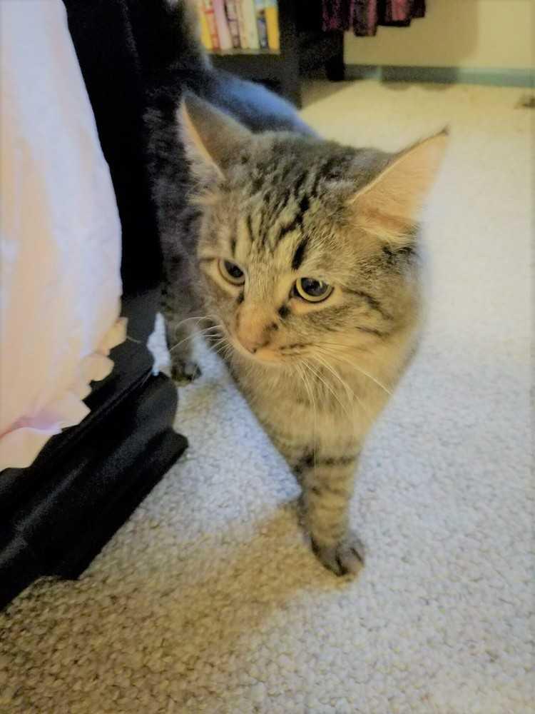 Enlarge Max, a Adopted Domestic Long Hair in Littleton, CO image 2/3