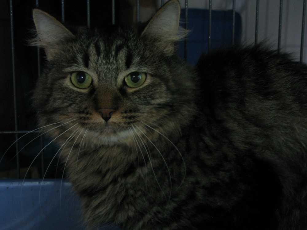 Enlarge Max, a Adopted Domestic Long Hair in Littleton, CO image 3/3