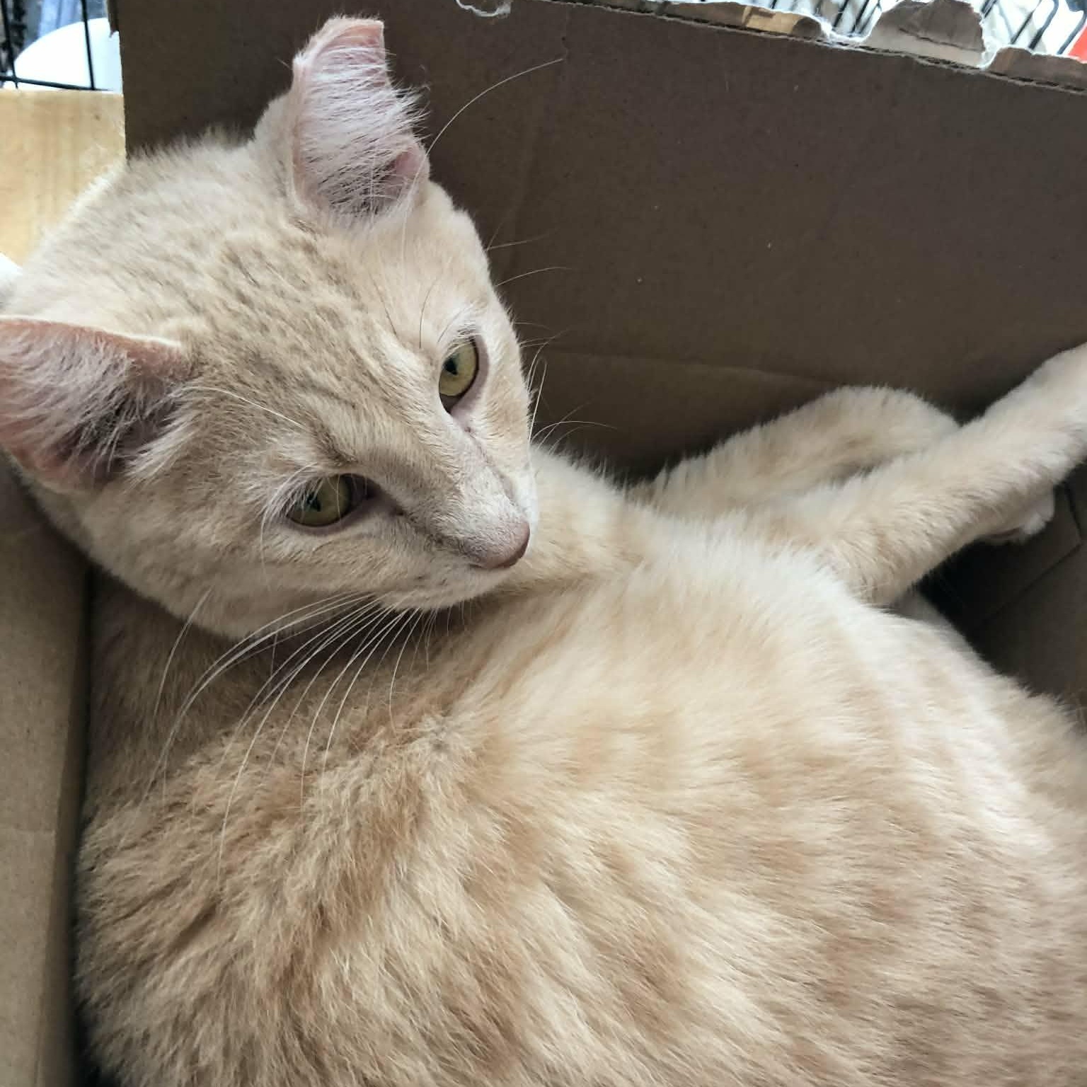 Enlarge Biff, a Adoptable Domestic Short Hair in Quincy, OH image 1/2
