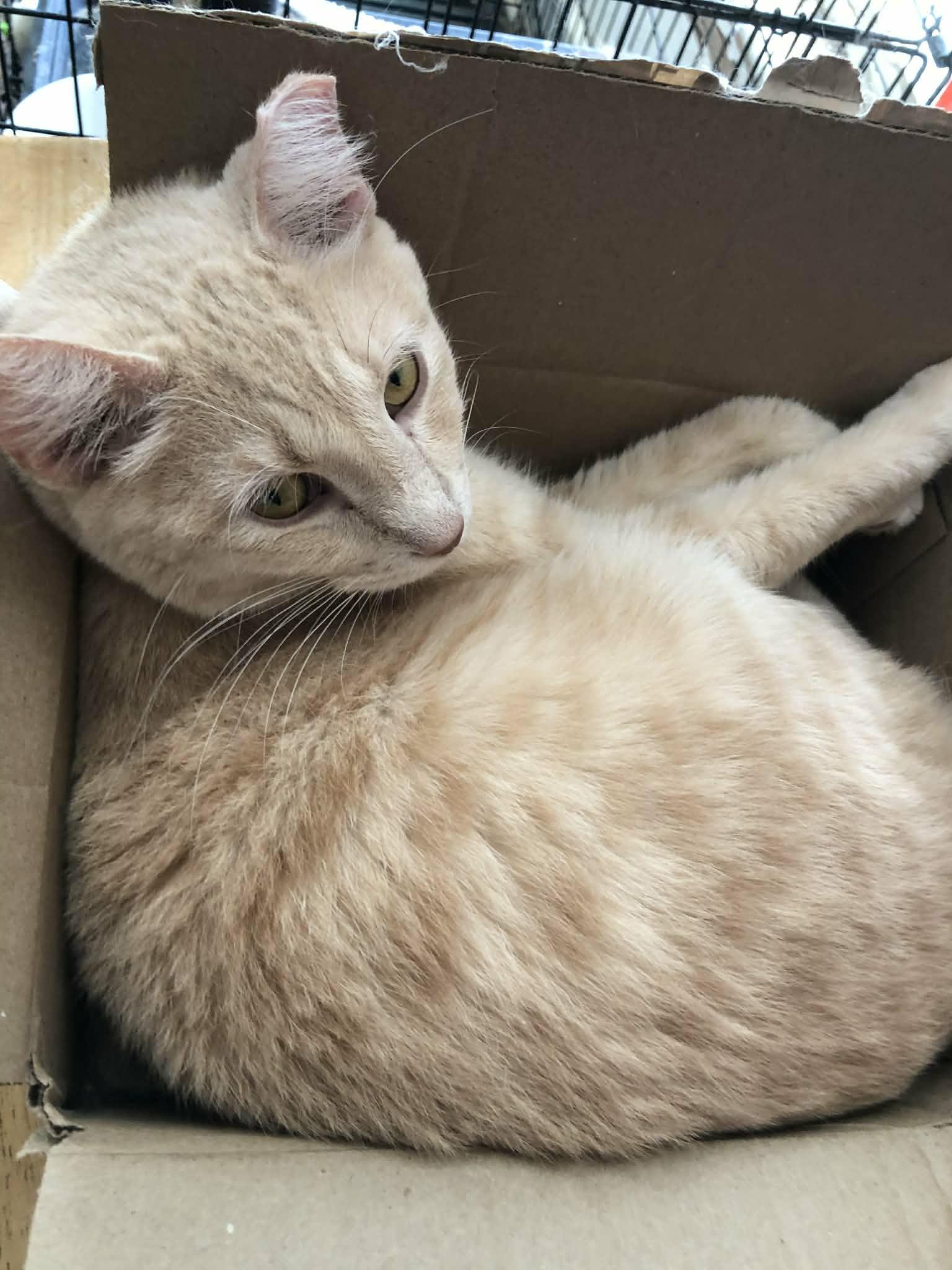 Enlarge Biff, a ADOPTABLE Domestic Short Hair in Quincy, OH image 1/1