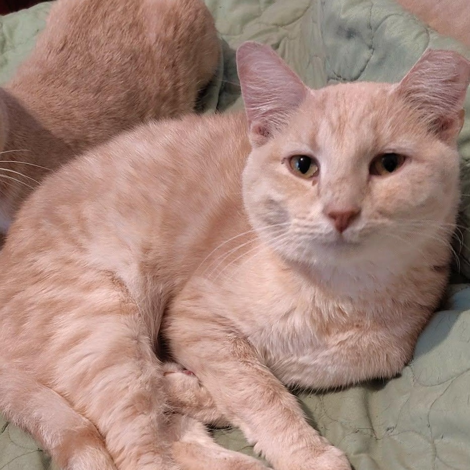 Enlarge Biff, a Adoptable Domestic Short Hair in Quincy, OH image 2/2