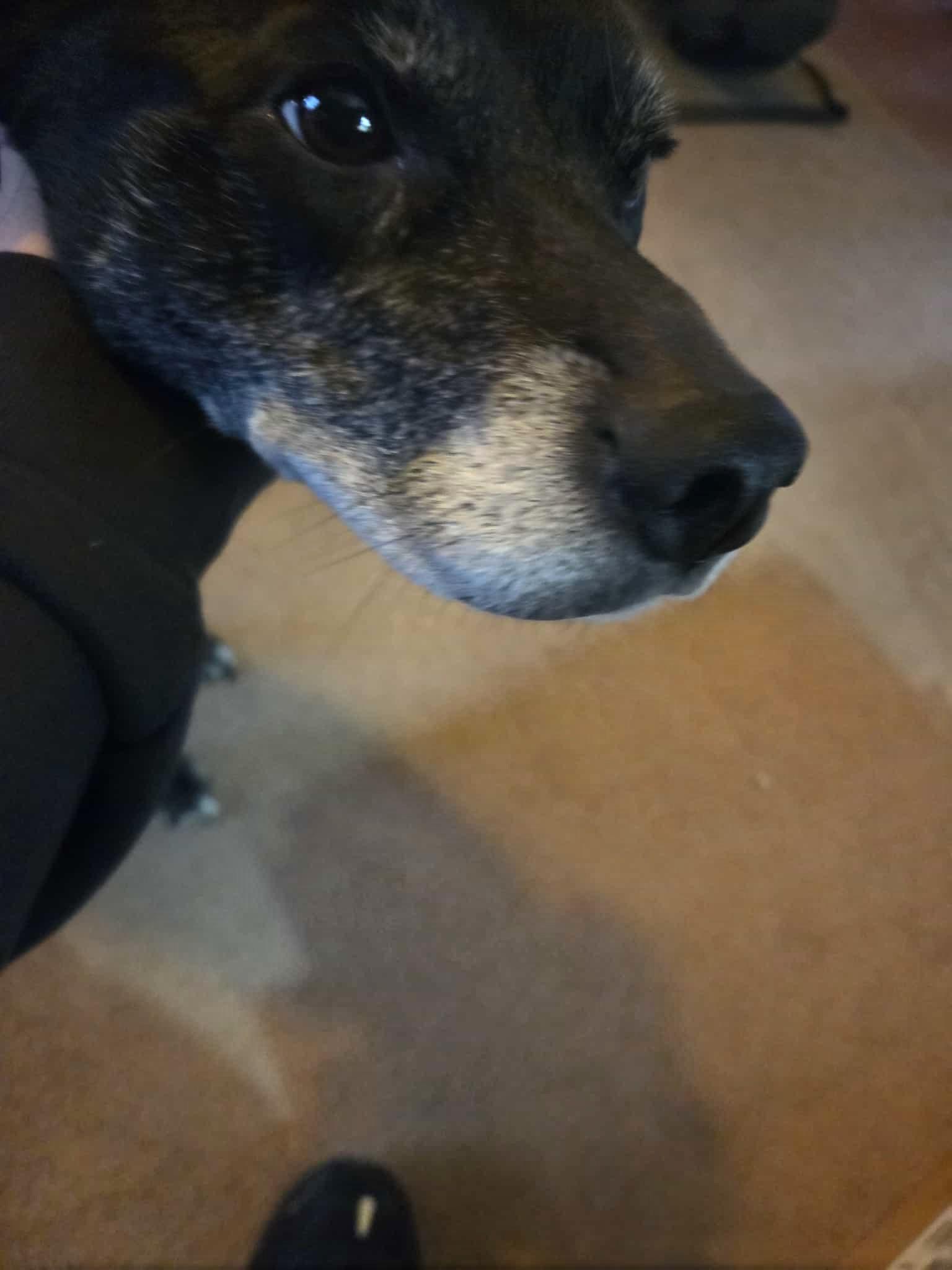 Enlarge "Not quite" a senior Noel needs you!, a Adoptable mixed breed in Collingswood, NJ image 1/3