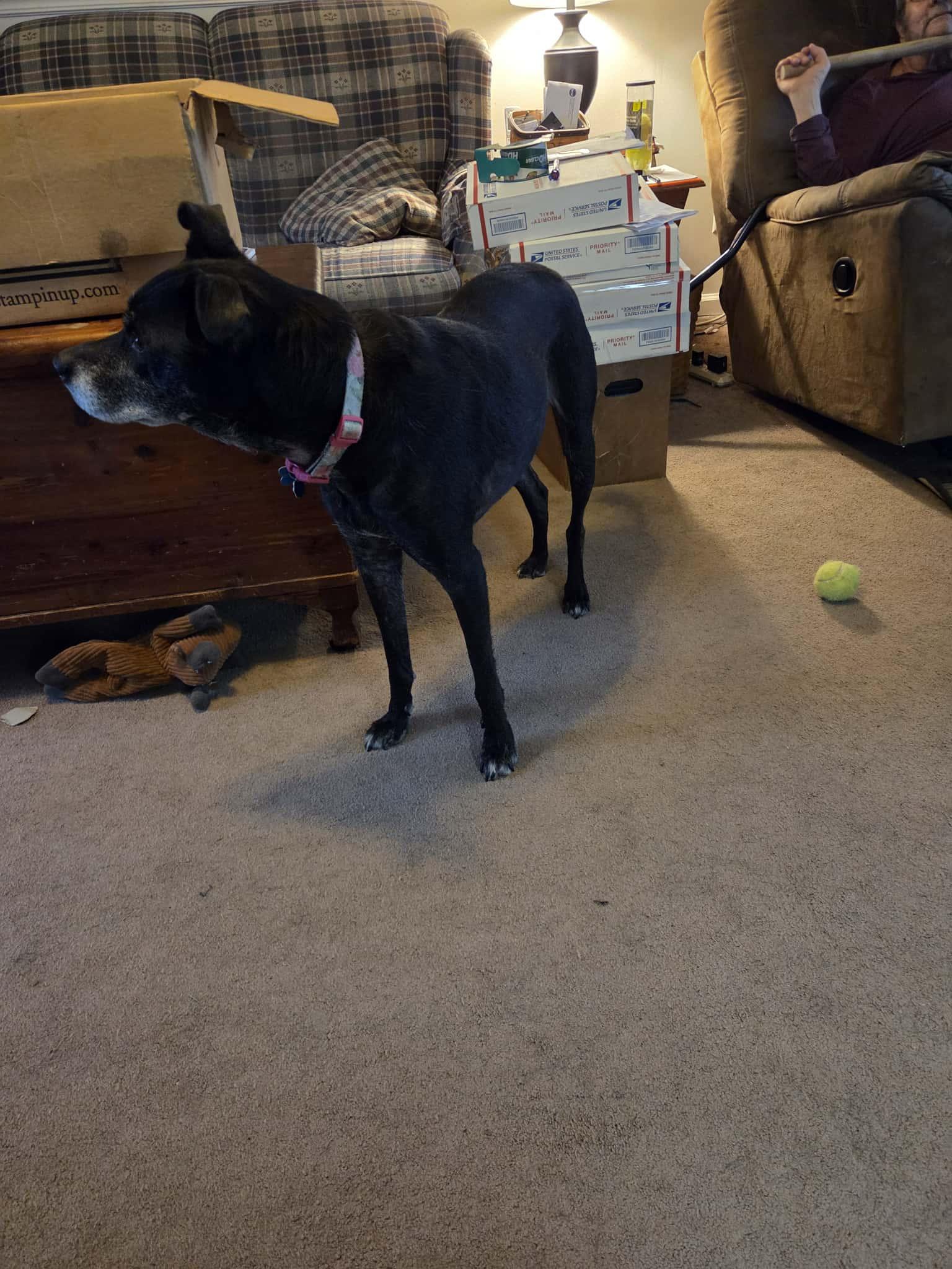 Enlarge "Not quite" a senior Noel needs you!, a Adoptable mixed breed in Collingswood, NJ image 2/3