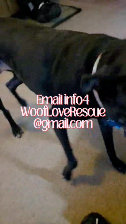 Enlarge "Not quite" a senior Noel needs you!, a Adoptable mixed breed in Collingswood, NJ video 3/3