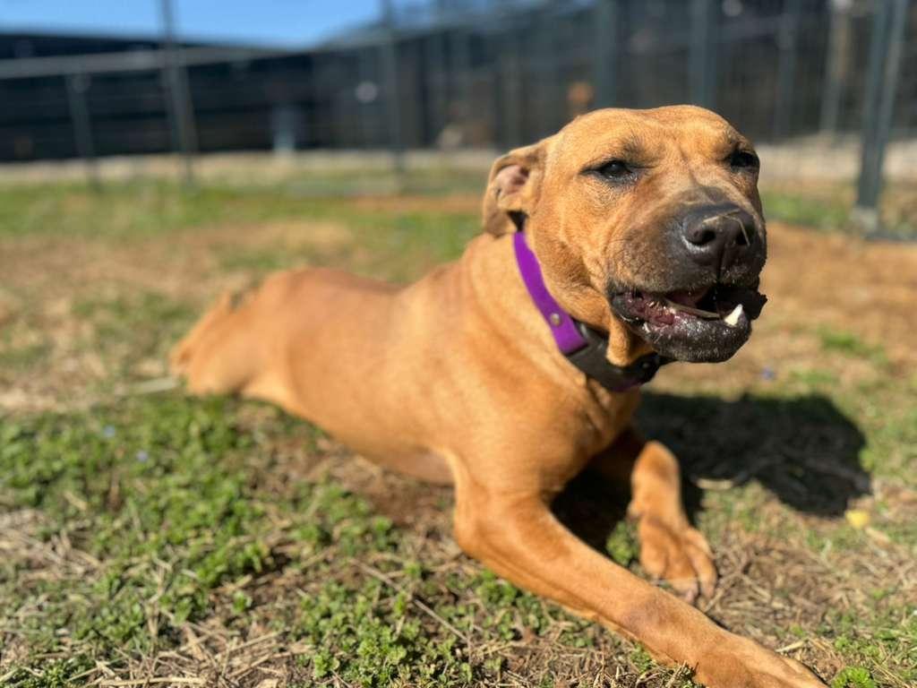 Enlarge Berkley, a ADOPTABLE Mixed Breed in PHILADELPHIA, TN image 2/2