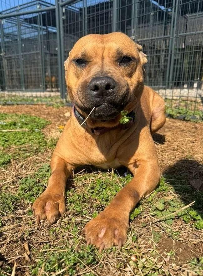 Enlarge Berkley, a ADOPTABLE Mixed Breed in PHILADELPHIA, TN image 1/2