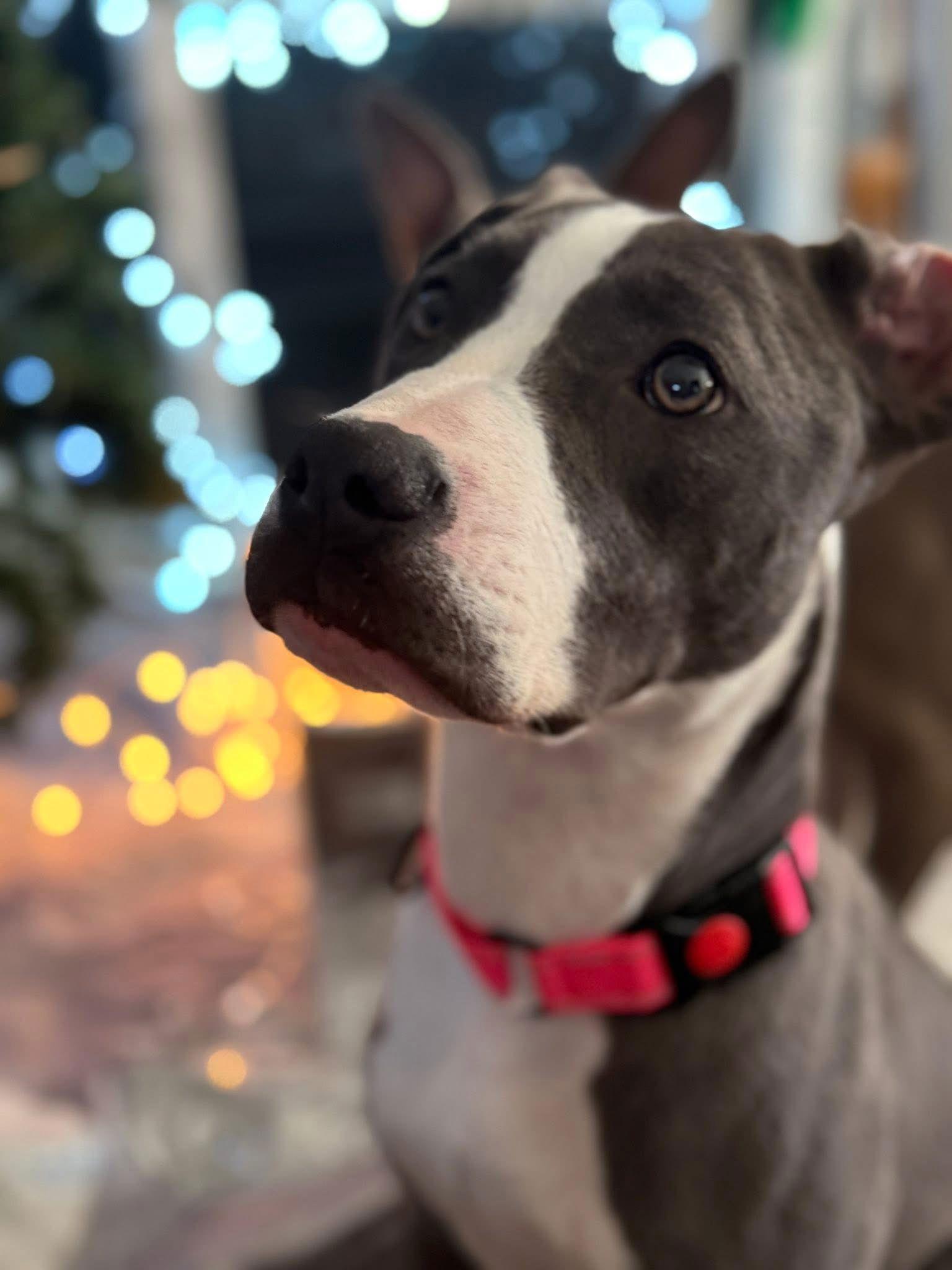 Rosie, Adoptable, Young Female Pit Bull Terrier.