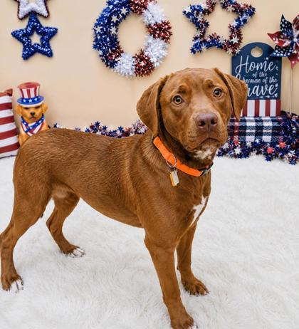 Rex, a ADOPTABLE Mixed Breed in Hamilton, OH image 2/3