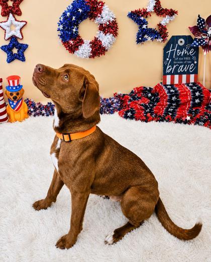 Rex, a ADOPTABLE Mixed Breed in Hamilton, OH image 3/3