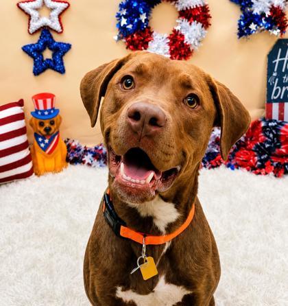 Rex, ADOPTABLE, Young Male Mixed Breed.