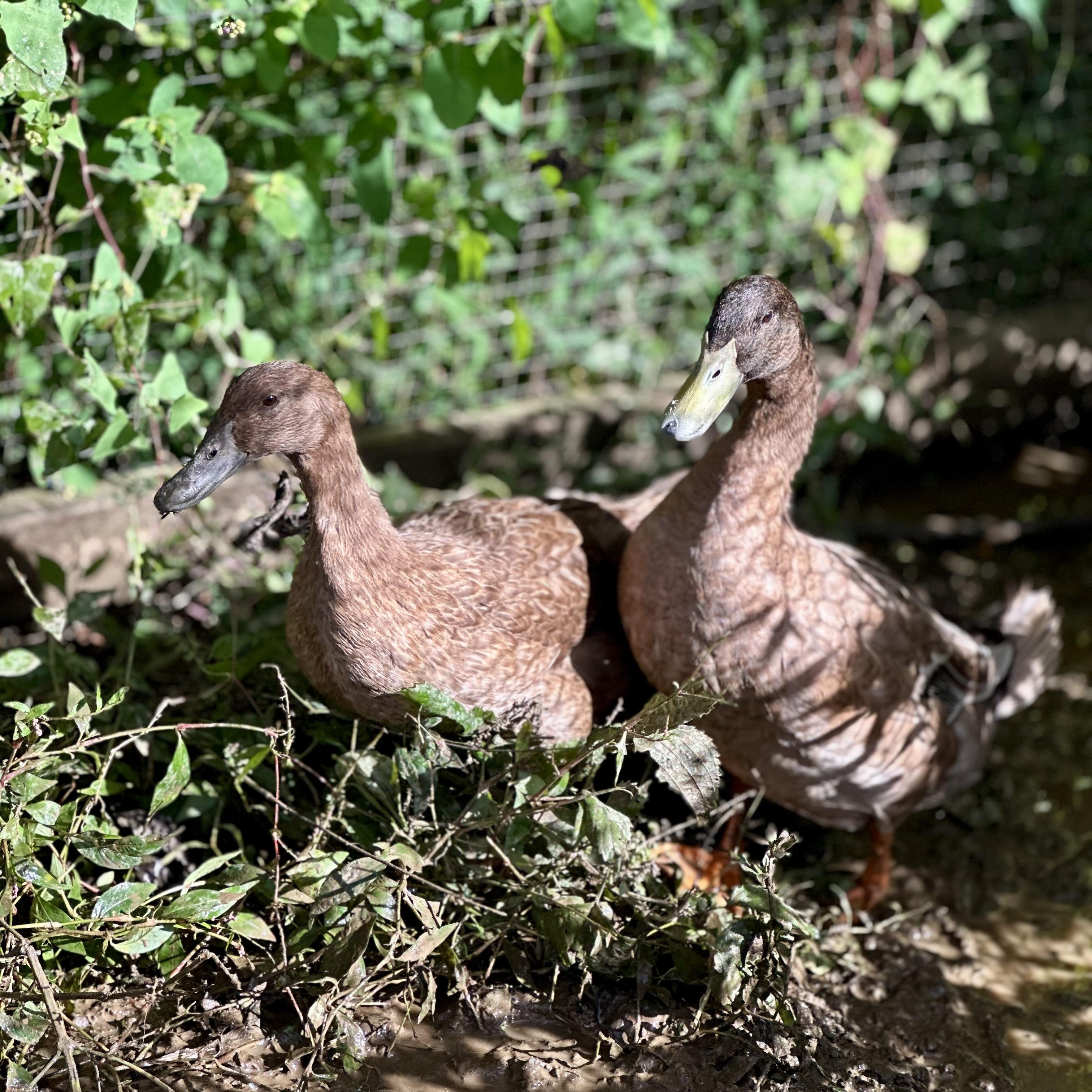 Rowan & Reba, Adoptable, Young Male Duck.