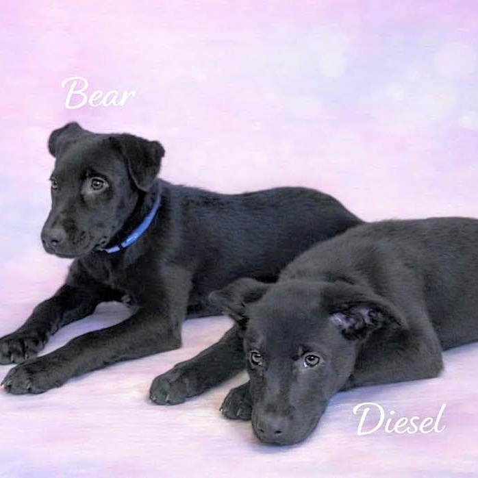 Bear (20260216-06) — thumbnail 3