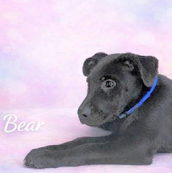 Bear (20260216-06) — thumbnail 4