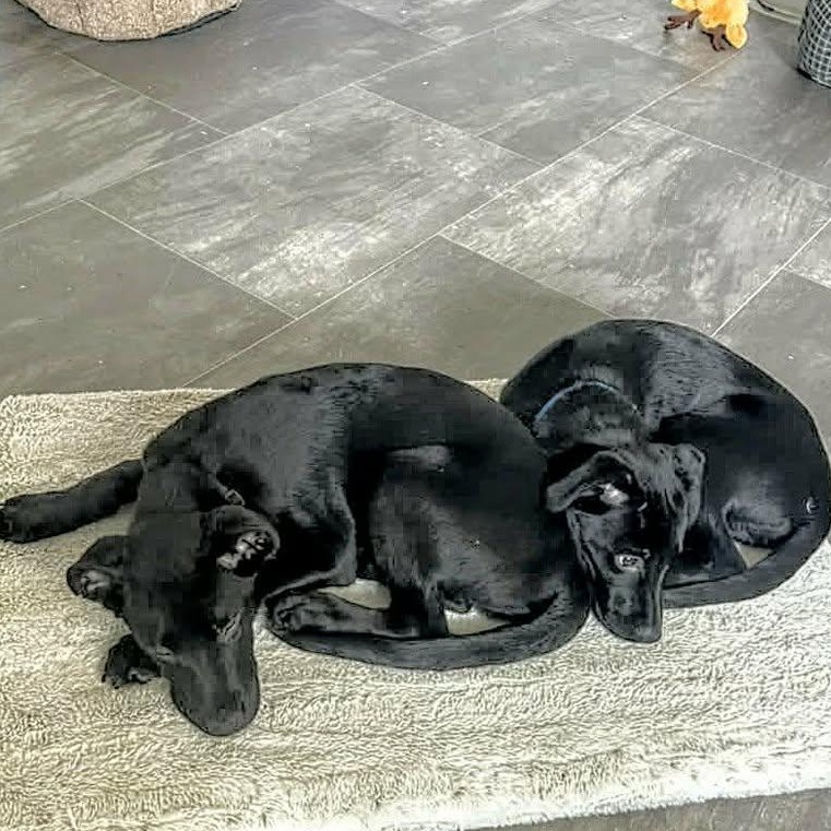 Bear (20260216-06) — thumbnail 5