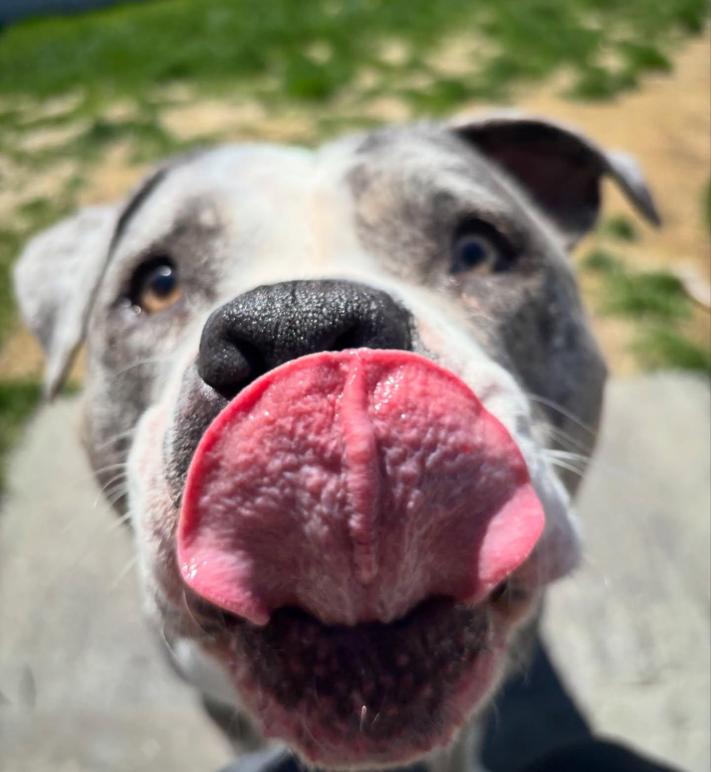 Stone, a ADOPTABLE mixed breed in Salem, NH image 4/5