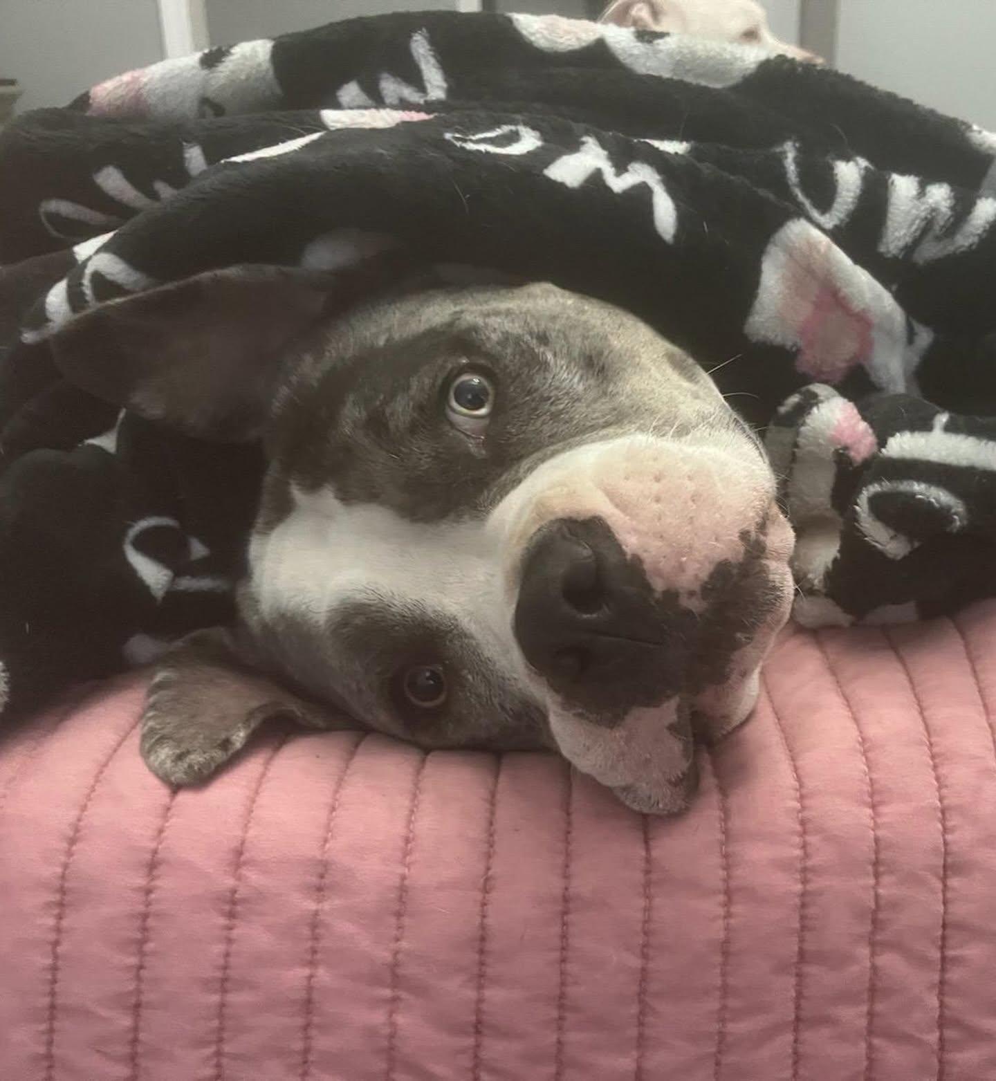 Stone, a ADOPTABLE mixed breed in Salem, NH image 2/5