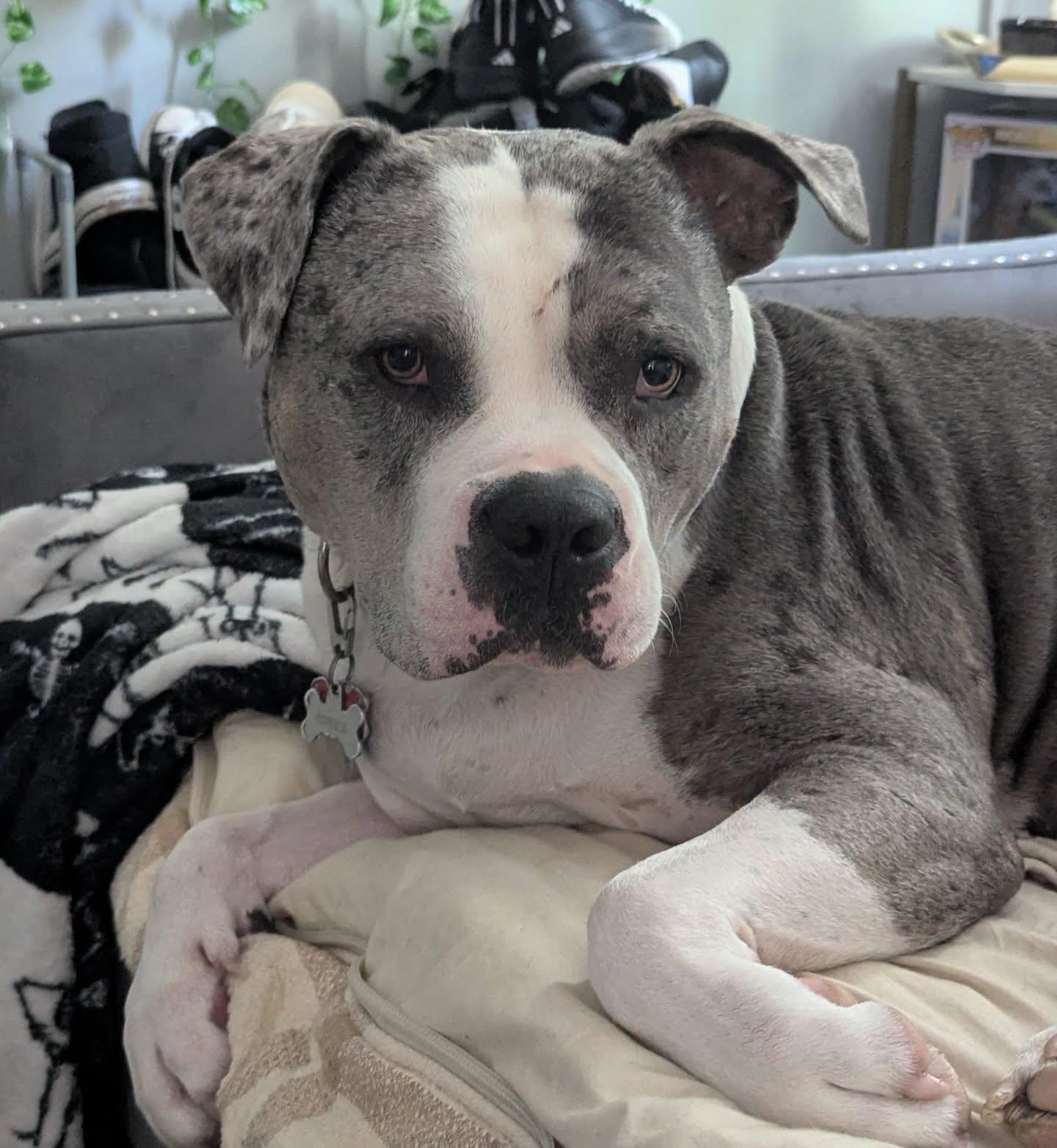Stone, ADOPTABLE, Adult Male American Staffordshire Terrier.