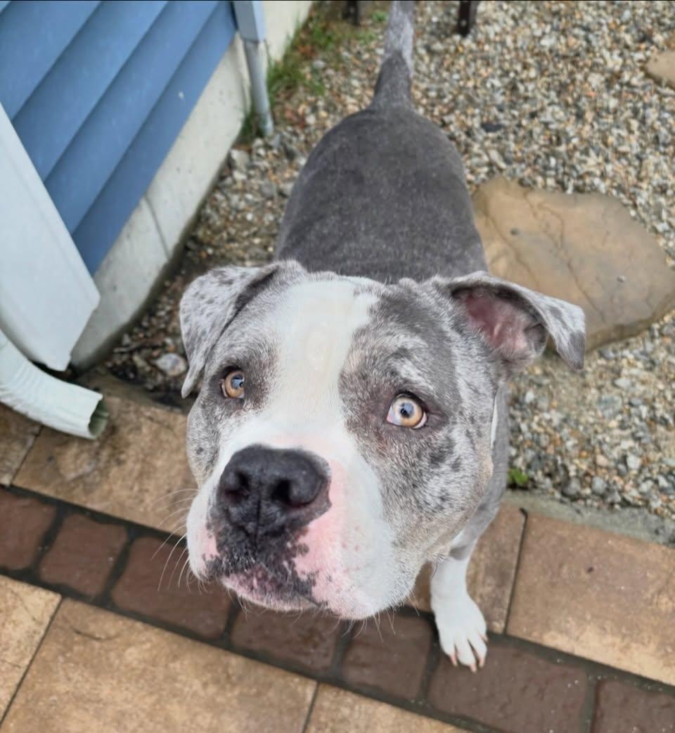 Stone, a ADOPTABLE mixed breed in Salem, NH image 5/5