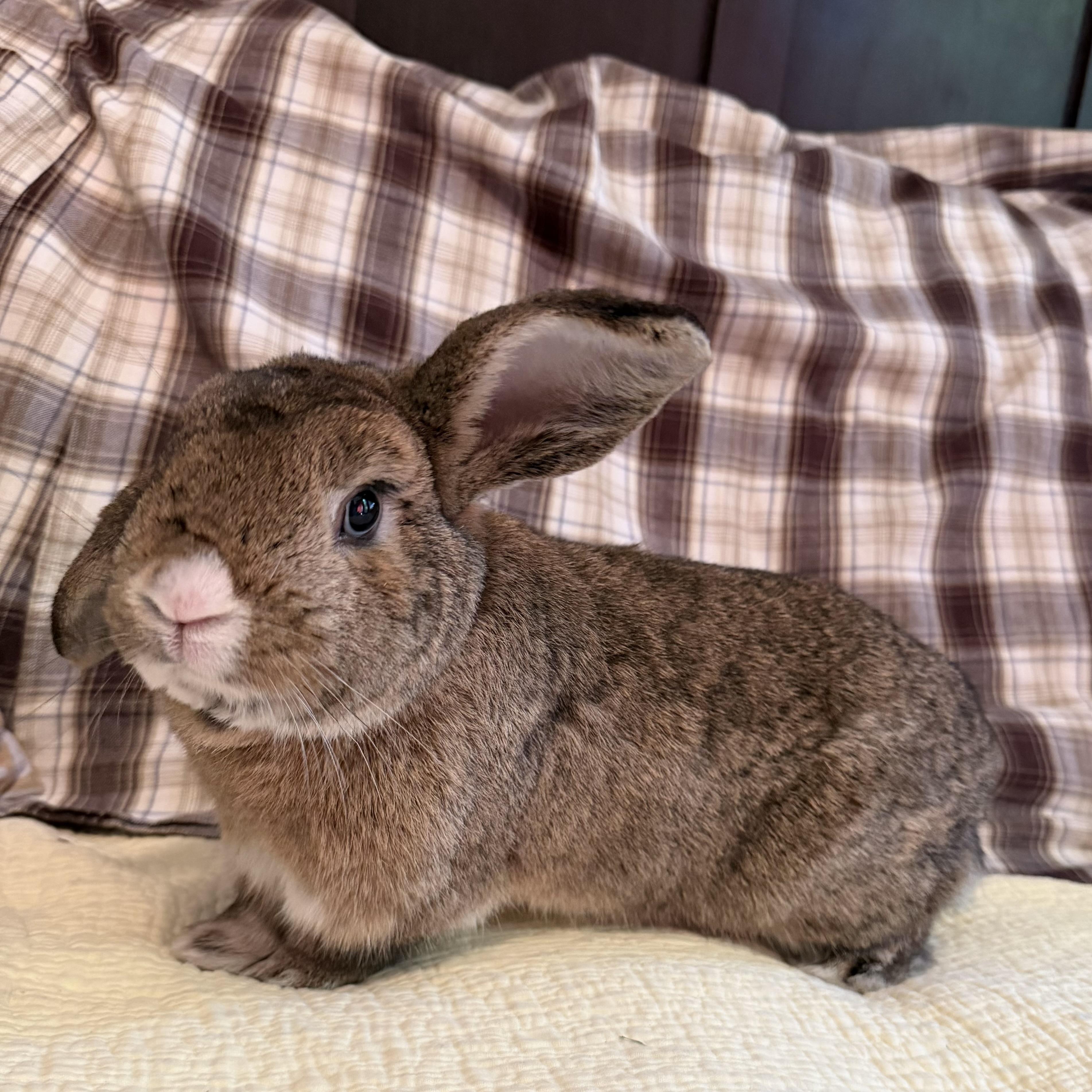 Atlas Rabbit Atlas - Adopted | Petfinder