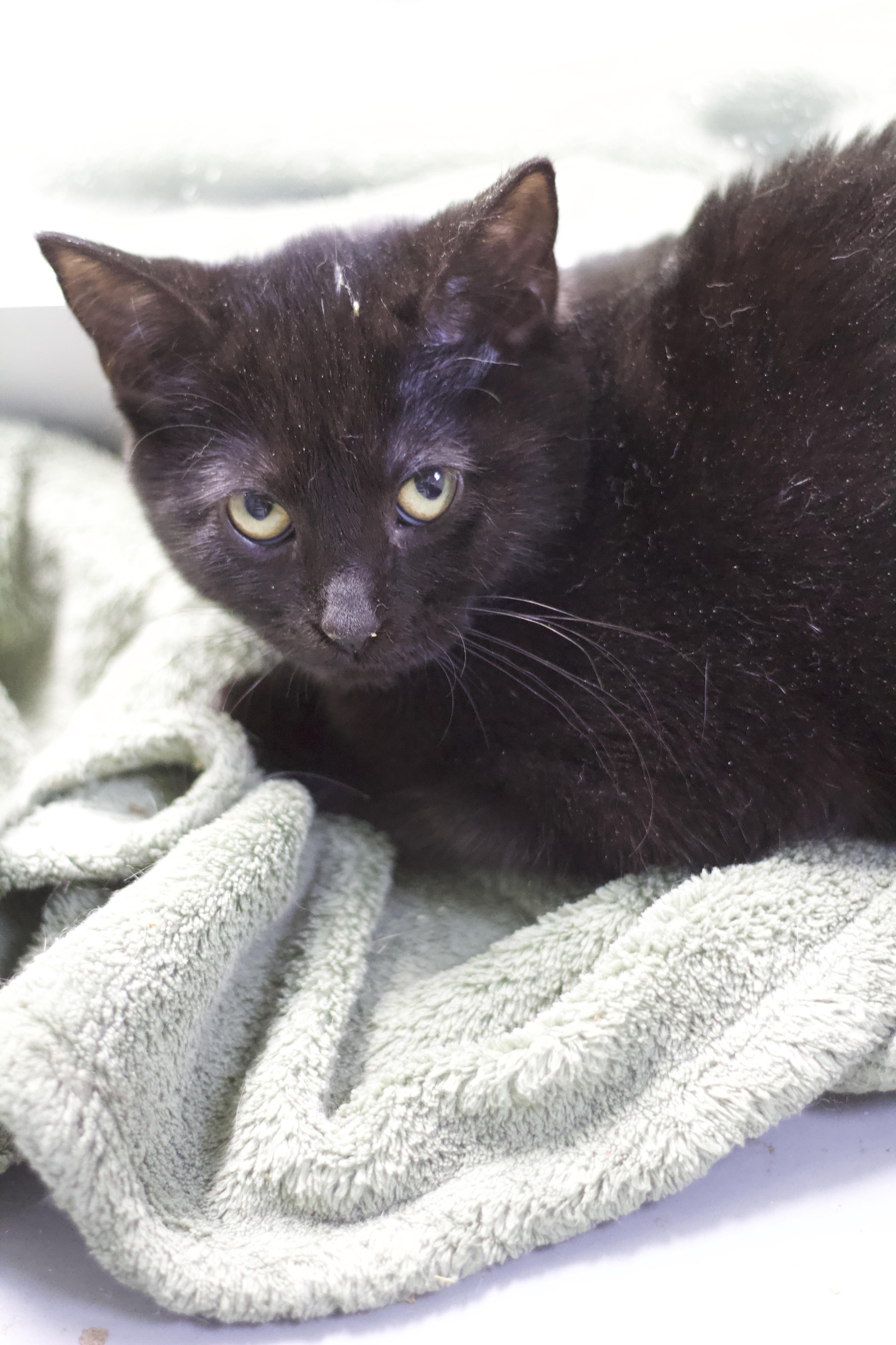 Milly, Adoptable, Young Female Domestic Short Hair.