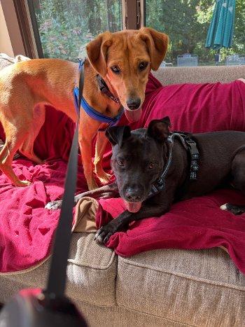 Enlarge Maeve, a Adoptable mixed breed in Bedford Hills, NY image 5/6