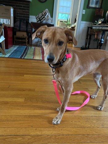 Enlarge Maeve, a Adoptable mixed breed in Bedford Hills, NY image 2/6
