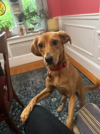 Enlarge Maeve, a Adoptable mixed breed in Bedford Hills, NY image 3/6