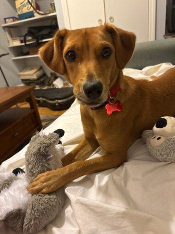 Maeve, Adoptable, Puppy Female Labrador Retriever.