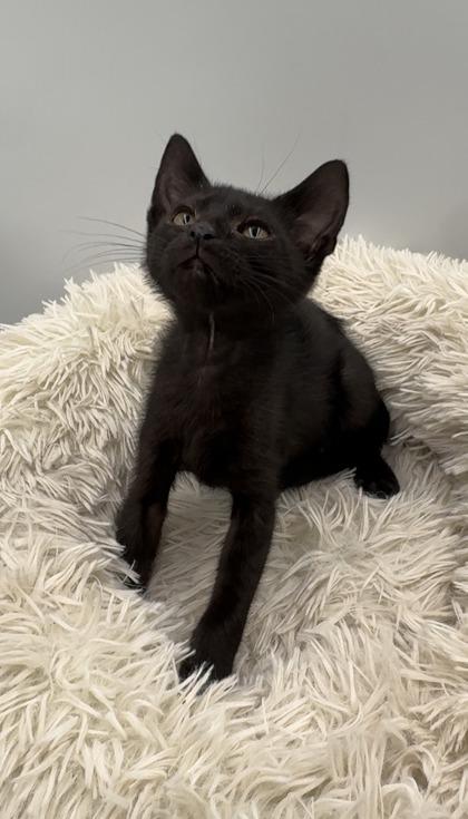 Enlarge Bellingham, a Adoptable mixed breed in Lawrenceville, GA image 1/3