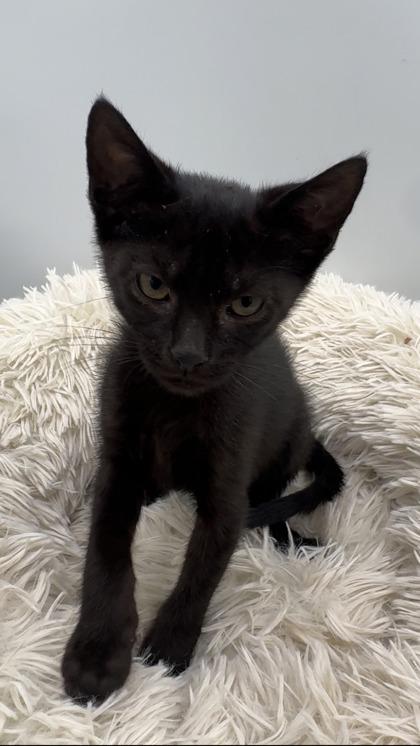 Enlarge Bellingham, a Adoptable mixed breed in Lawrenceville, GA image 2/3