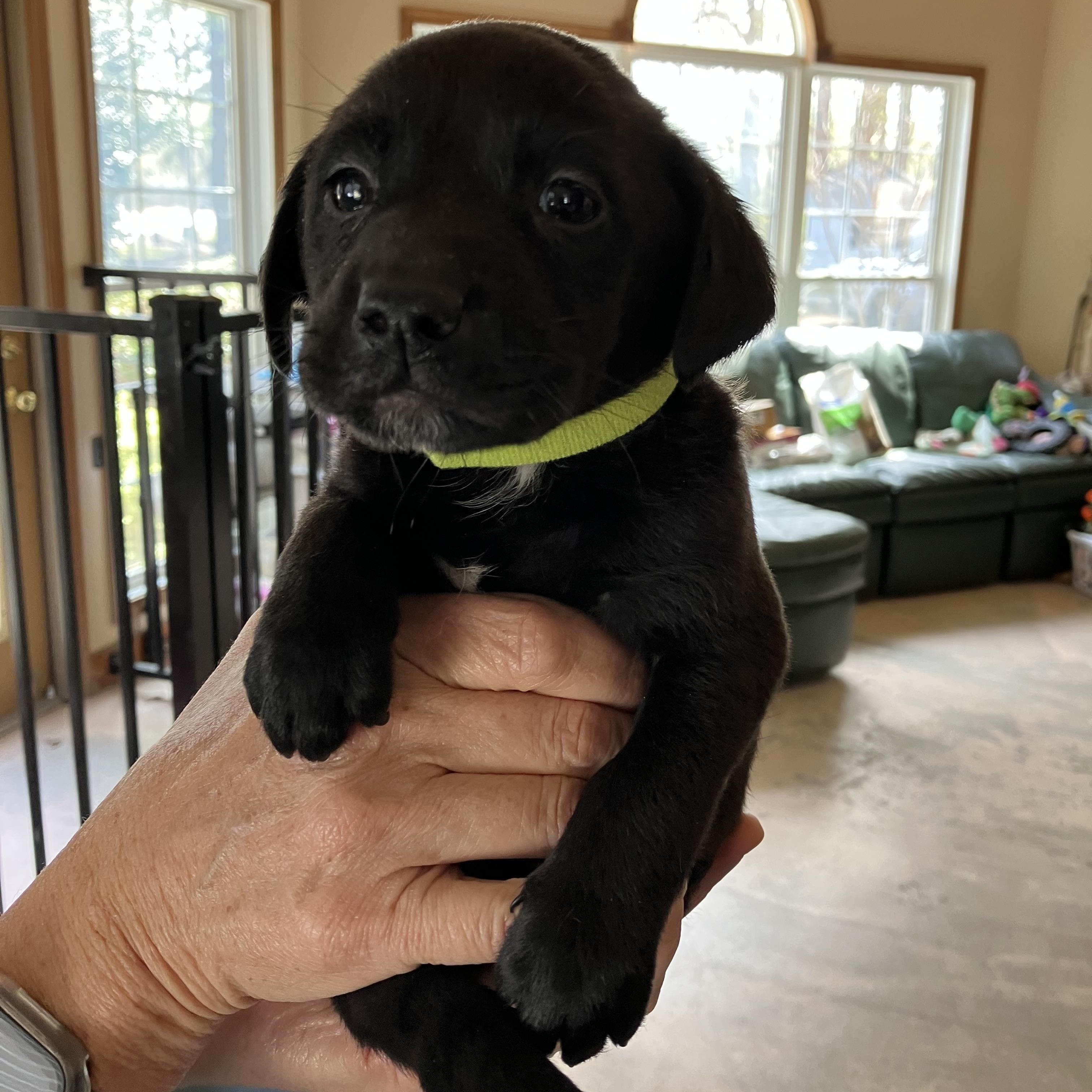 David Bowie, ADOPTABLE, Puppy Male Rat Terrier & Labrador Retriever.