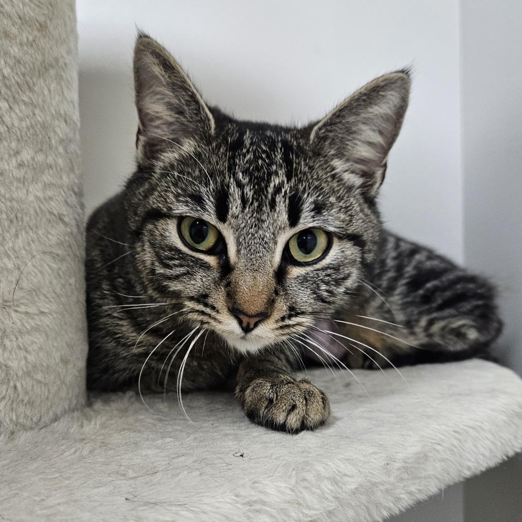 Cheesesteak — thumbnail 2