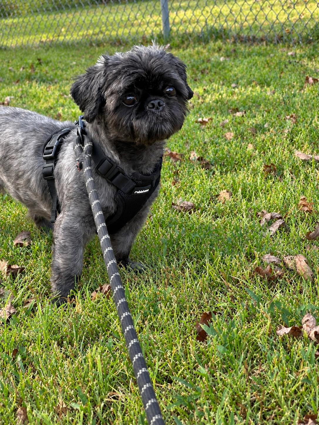 Enlarge Sharon, a Adopted mixed breed in Broken Arrow, OK image 2/3