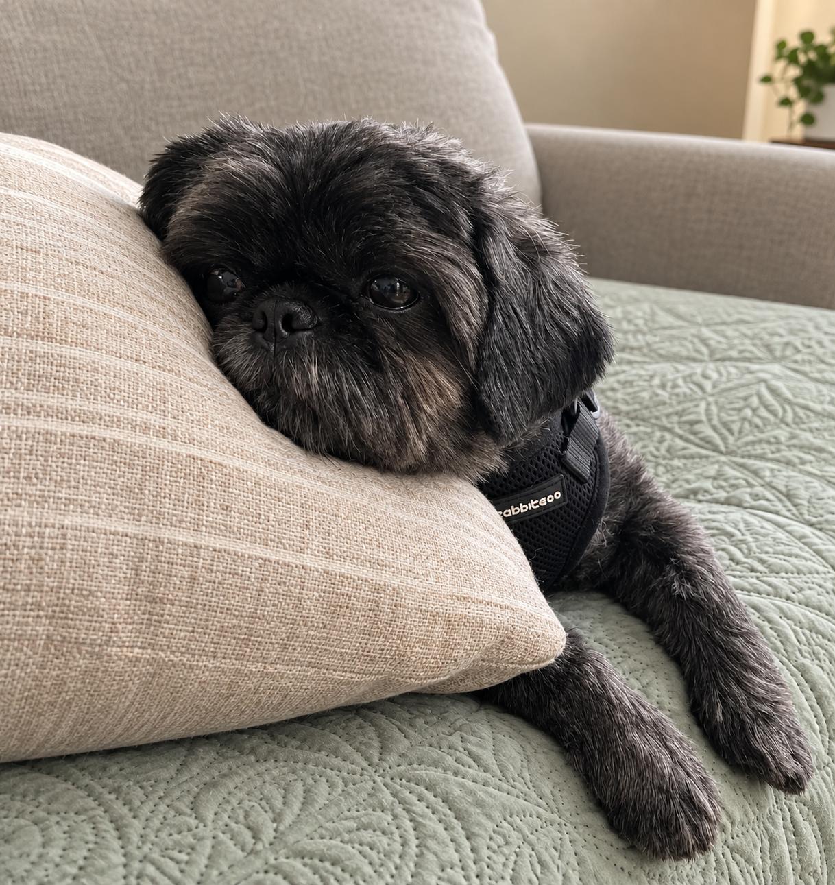 Sharon, Adopted, Adult Female Shih Tzu & Brussels Griffon.