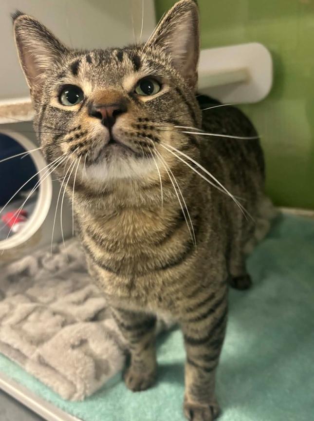 Enlarge Albert(@ Whisker Room Cat Cafe), a Adoptable Tabby in Muskegon, MI image 1/1