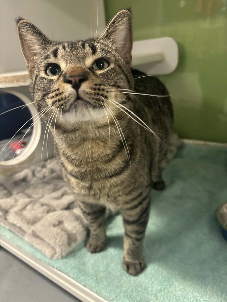 Albert, Adoptable, Adult Male Tabby.