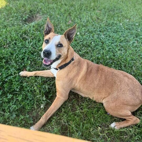 Bonita, Adoptable, Adult Female Terrier.