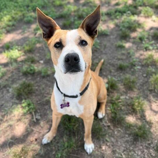 Bonita, Adoptable, Adult Female Terrier & Mixed Breed.
