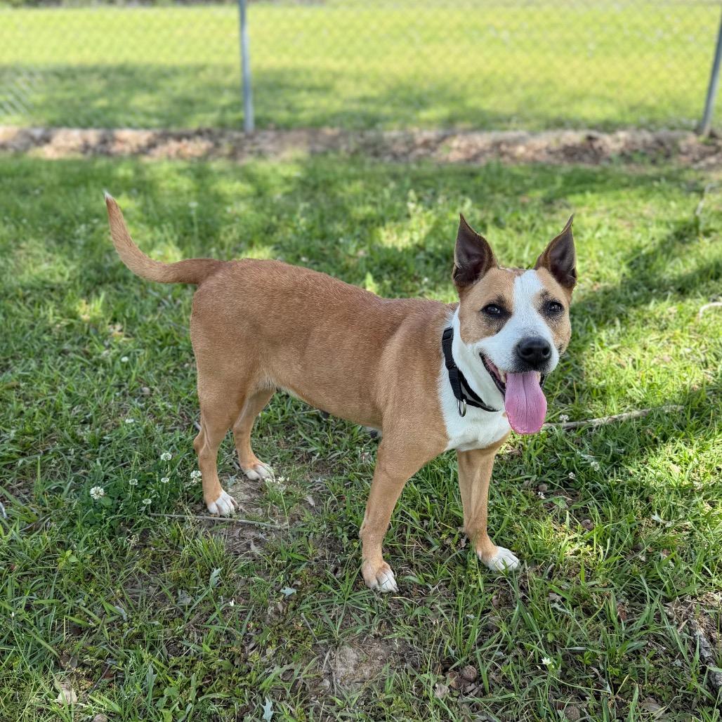 Enlarge Bonita, a Adoptable mixed breed in Carencro, LA image 2/6