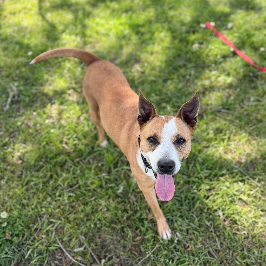Enlarge Bonita, a Adoptable mixed breed in Carencro, LA image 3/6