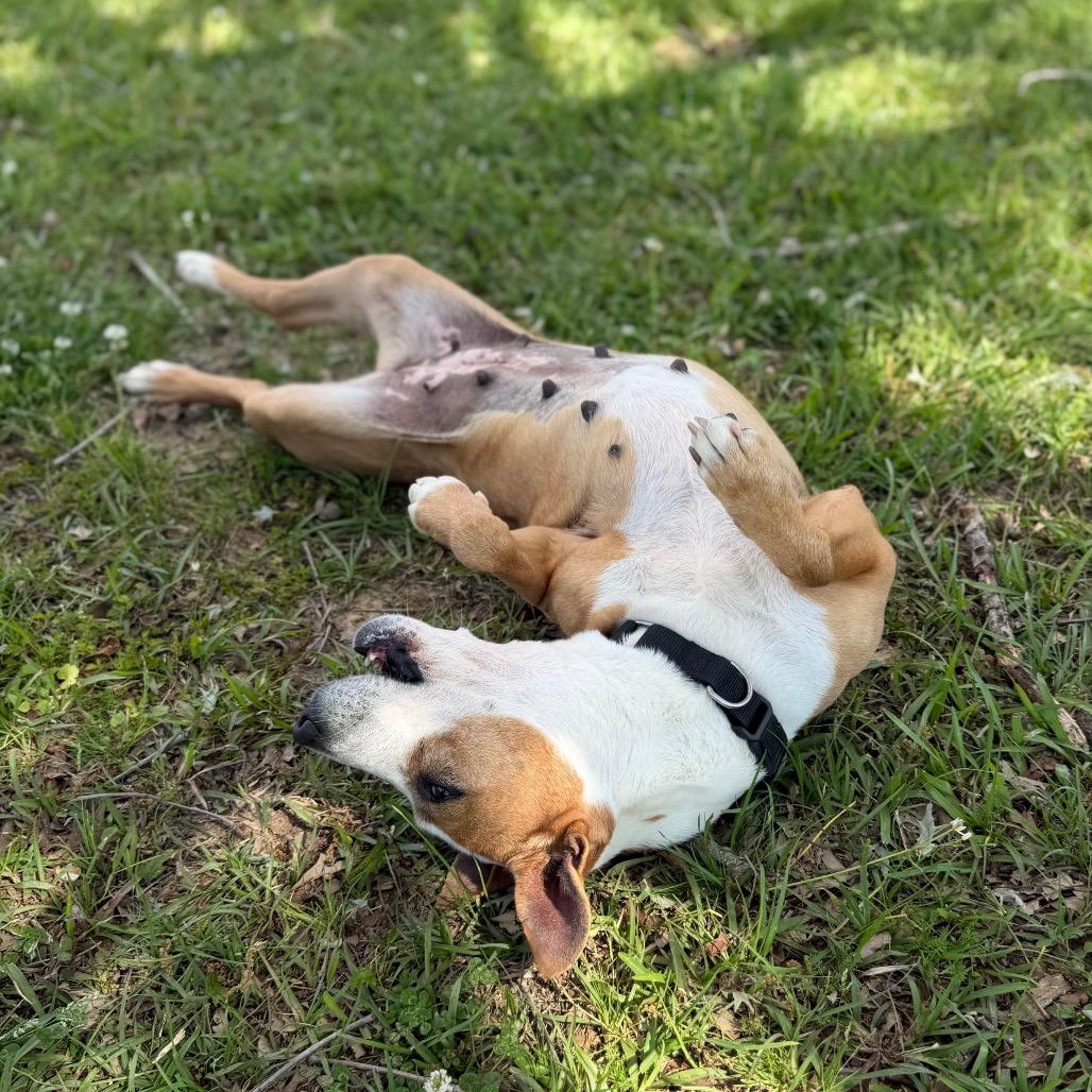 Enlarge Bonita, a Adoptable mixed breed in Carencro, LA image 4/6