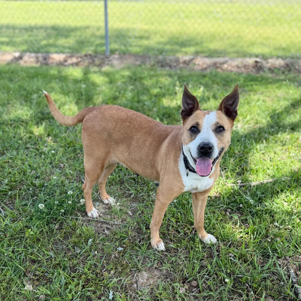 Enlarge Bonita, a Adoptable mixed breed in Carencro, LA image 5/6