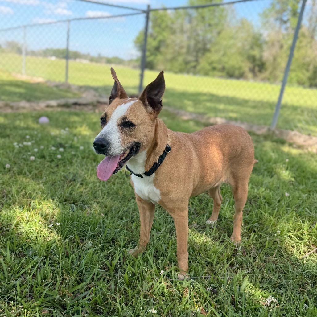Enlarge Bonita, a Adoptable mixed breed in Carencro, LA image 6/6
