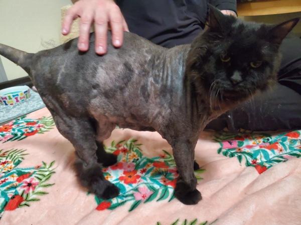 Lilie, Adoptable, Senior Female Domestic Long Hair.