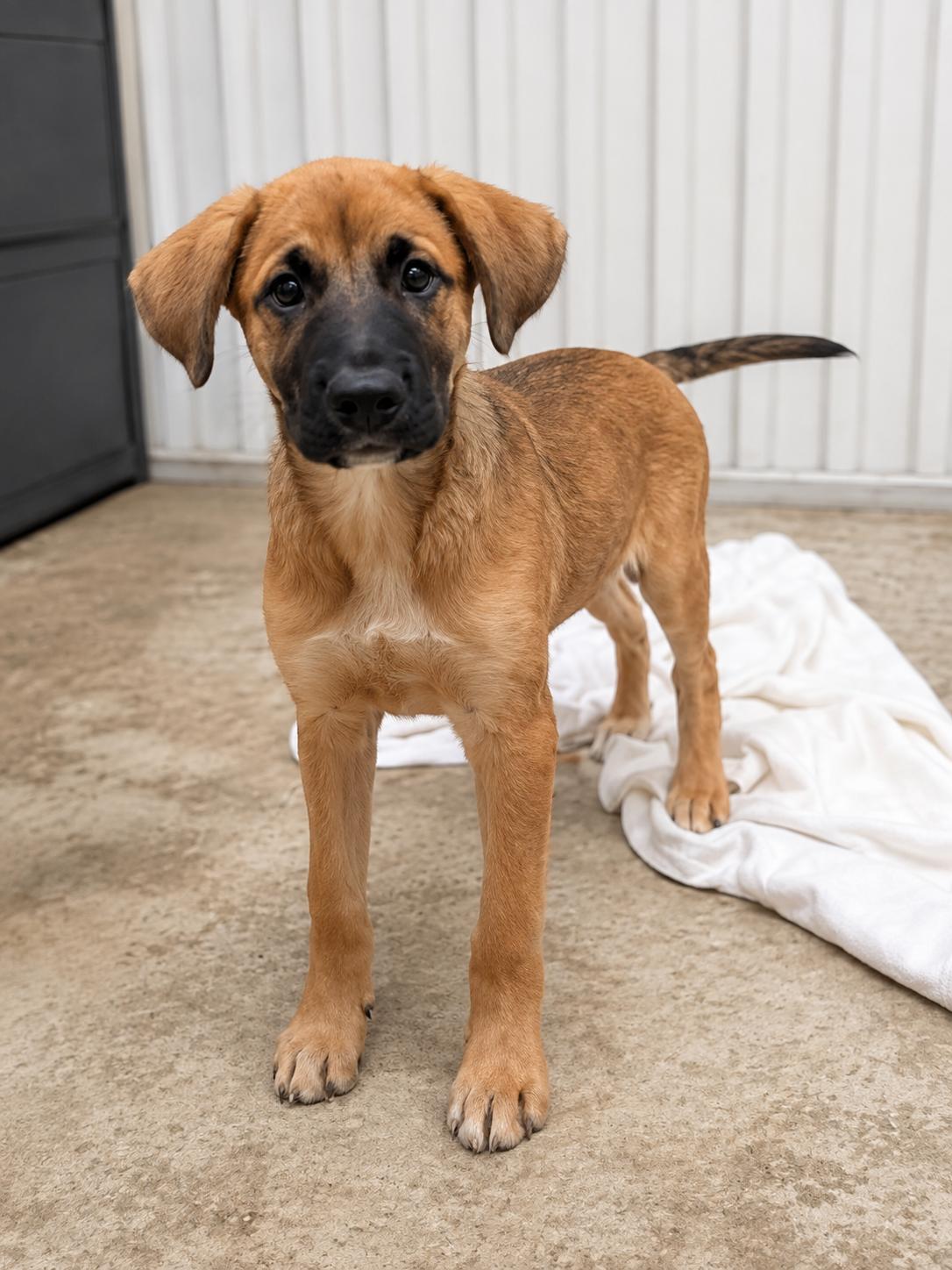 Hawk, an adopted mixed breed in Chardon, OH image 2/5