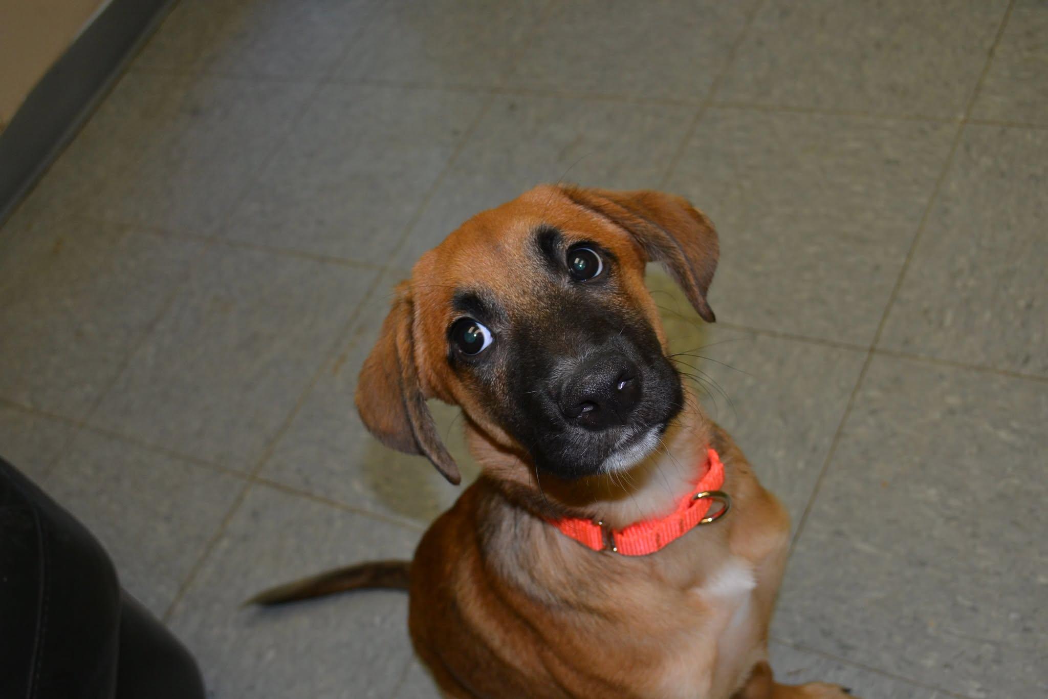 Hawk, an adopted mixed breed in Chardon, OH image 4/5