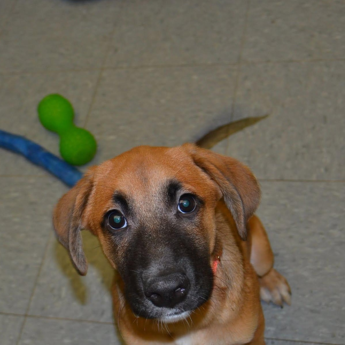 Hawk, an adopted mixed breed in Chardon, OH image 5/5
