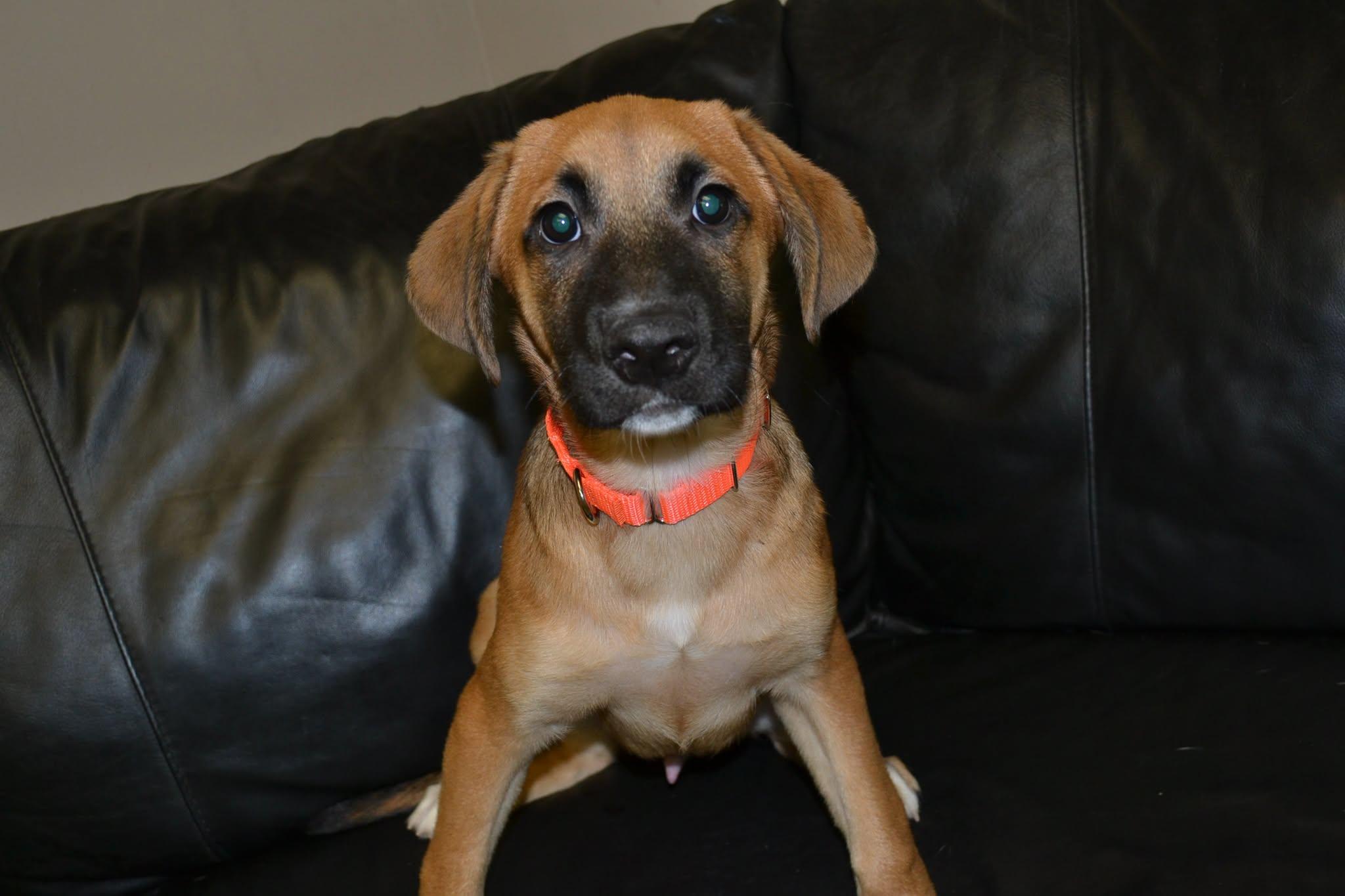 Hawk, adopted, Puppy Male Mixed Breed.