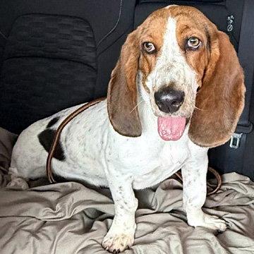 LUCY aka LULA, Adoptable, Young Female Basset Hound.